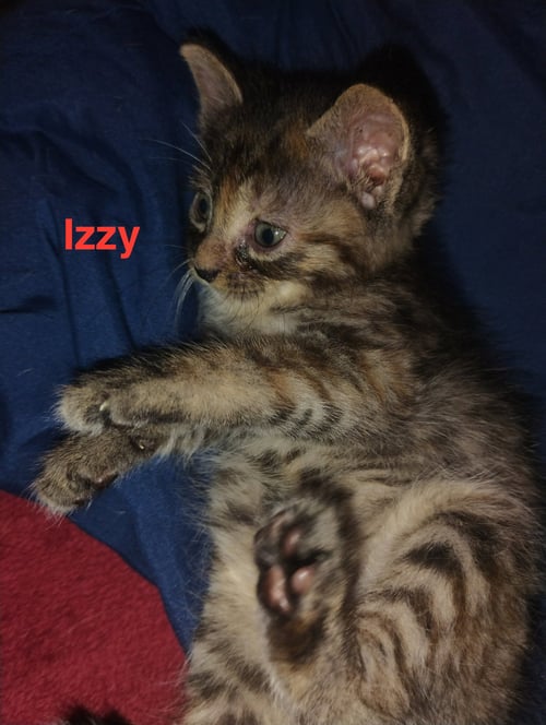 IZZY - WALDO LITTER - Tabby available for adoption