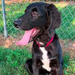 ANNIE SUE - MUPPET LITTER - Retriever / Australian Shepherd available for adoption