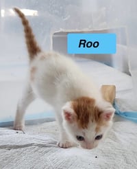Roo -Cartoon Kittens - Photo 2