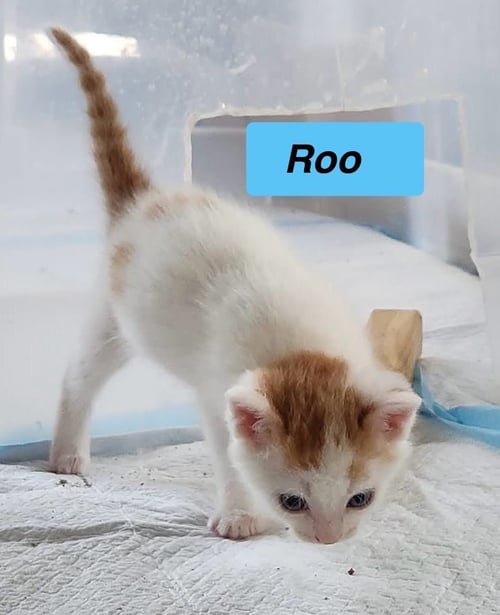 ROO -CARTOON KITTENS - Domestic Short Hair available for adoption
