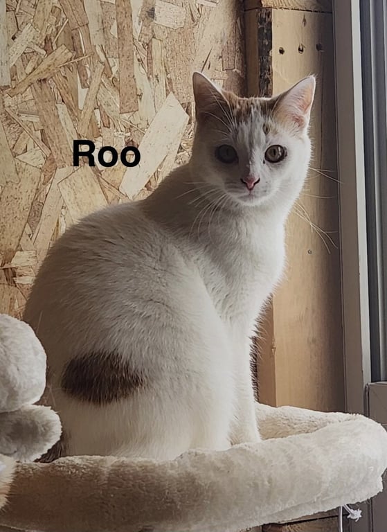Roo -Cartoon Kittens Image