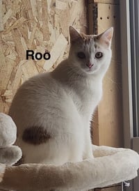 Roo -Cartoon Kittens - Photo 1