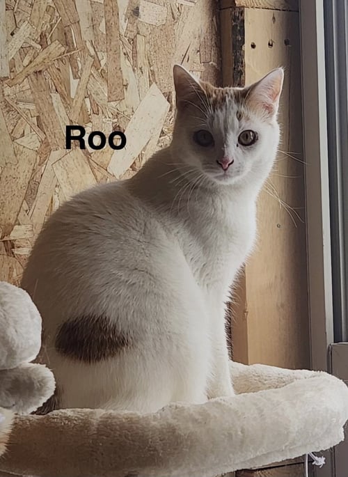 ROO -CARTOON KITTENS - Domestic Short Hair available for adoption