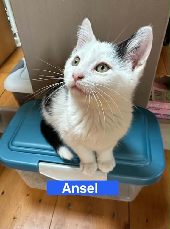 Ansel - The Country Litter Image