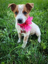 Pumpkin - Halloween Litter - Photo 1