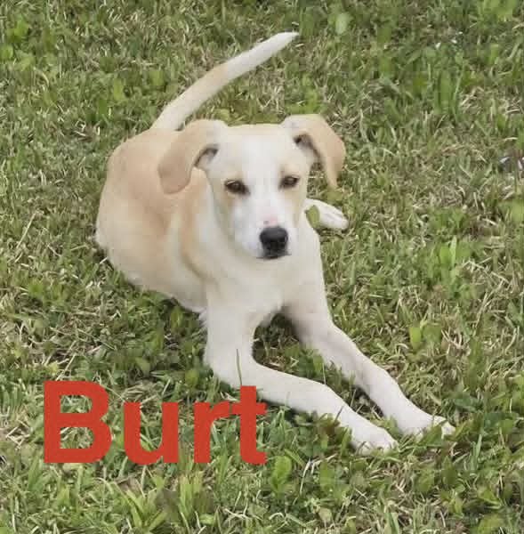 BURT Image