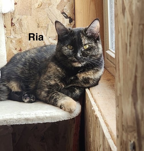 RIA - Tortoiseshell available for adoption
