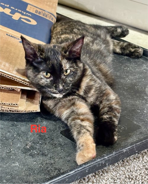 RIA - Tortoiseshell available for adoption