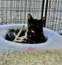 Ria - Photo 3