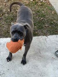 Grayson - Photo 4