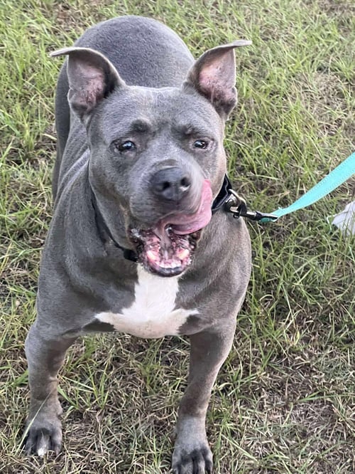 GRAYSON - American Staffordshire Terrier available for adoption