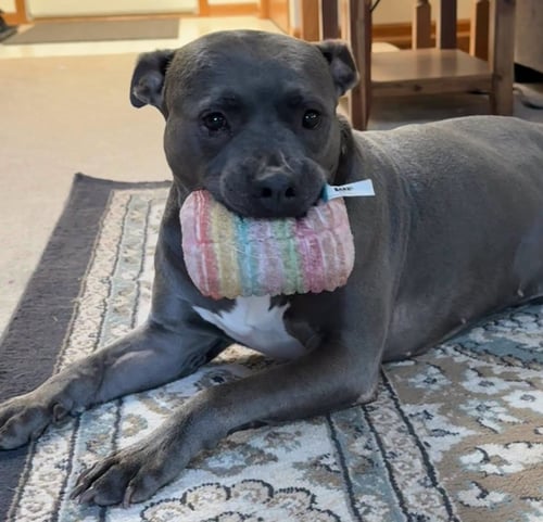 GRAYSON - American Staffordshire Terrier available for adoption