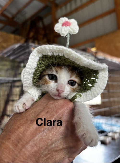 CLARA - Domestic Short Hair available for adoption