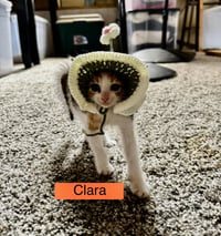 Clara - Photo 3