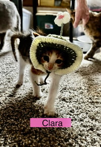 Clara - Photo 4