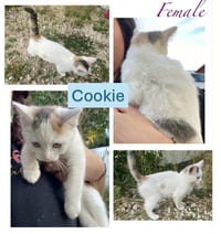 Cookie - Cupcake Wonder Litter (bonded w/ Boots) - Photo 1