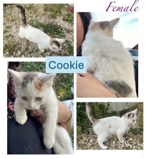 COOKIE - CUPCAKE WONDER LITTER (BONDED W/ BOOTS) - Domestic Short Hair available for adoption