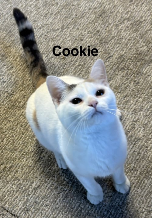 COOKIE - CUPCAKE WONDER LITTER (BONDED W/ BOOTS) - Domestic Short Hair available for adoption