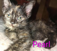 Pearl - Waldo Litter - Photo 1