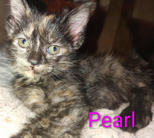 PEARL - WALDO LITTER - Tortoiseshell available for adoption