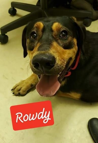 ROWDY - COMING SOON! - Treeing Walker Coonhound available for adoption