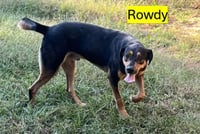 ROWDY - COMING SOON! - Photo 4