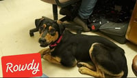 ROWDY - COMING SOON! - Photo 3
