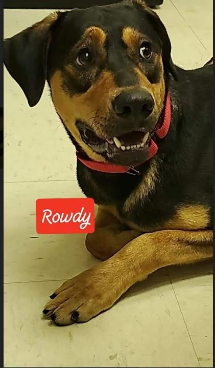 ROWDY - COMING SOON! - Treeing Walker Coonhound available for adoption