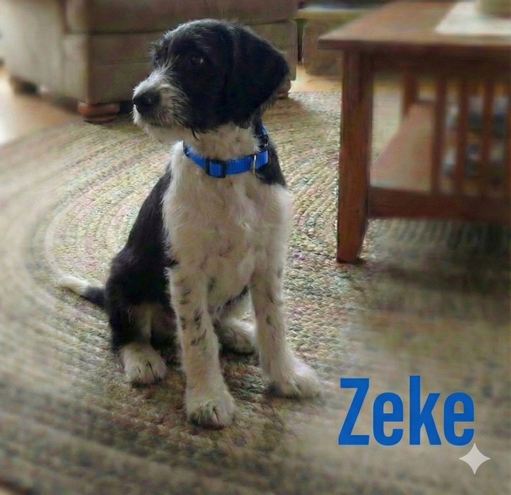 ZEKE - Poodle (Standard) / Beagle available for adoption