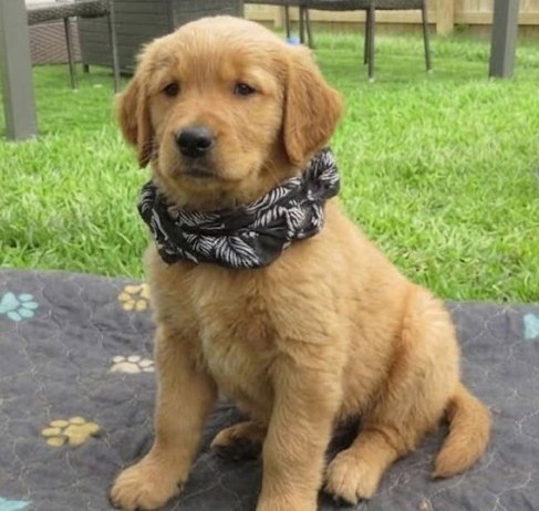 VICTOR - Golden Retriever available for adoption