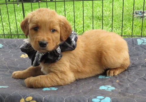 VICTOR - Golden Retriever available for adoption