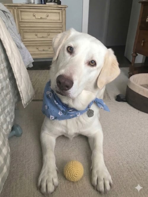 BUBBA - Labrador Retriever / Great Pyrenees available for adoption