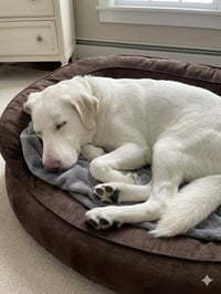 Bubba - Photo 3