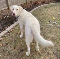 Bubba - Photo 4
