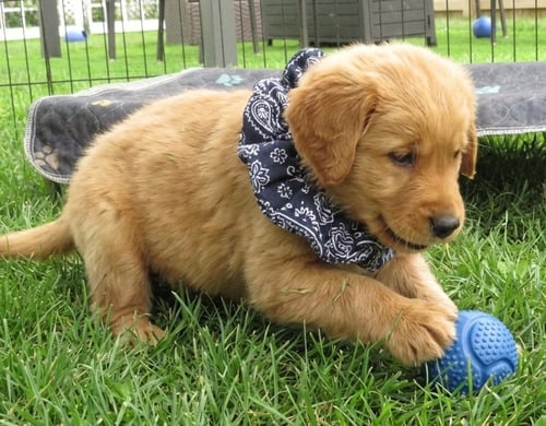 VINNY - Golden Retriever available for adoption