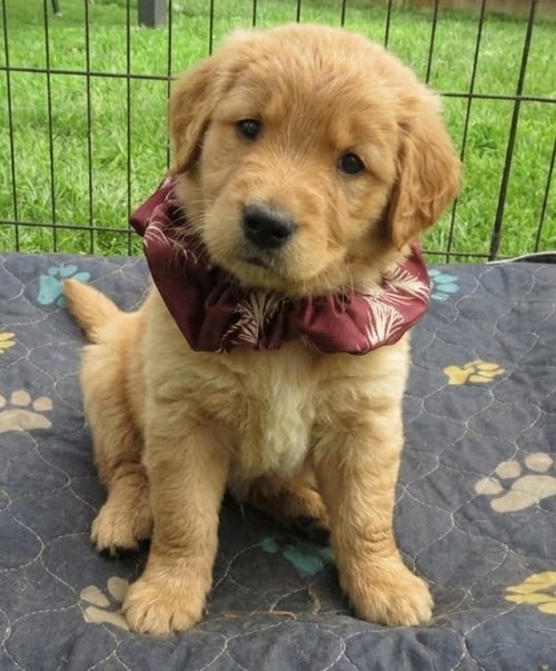 VIRGIL - Golden Retriever available for adoption