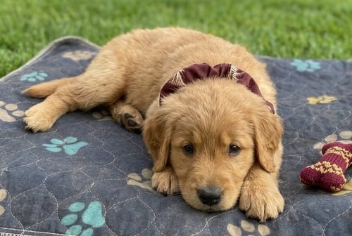 VIRGIL - Golden Retriever available for adoption