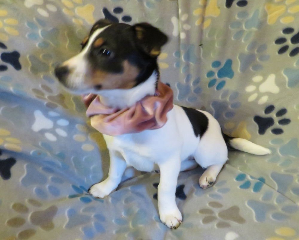 WILLA - Chihuahua / Jack Russell Terrier available for adoption