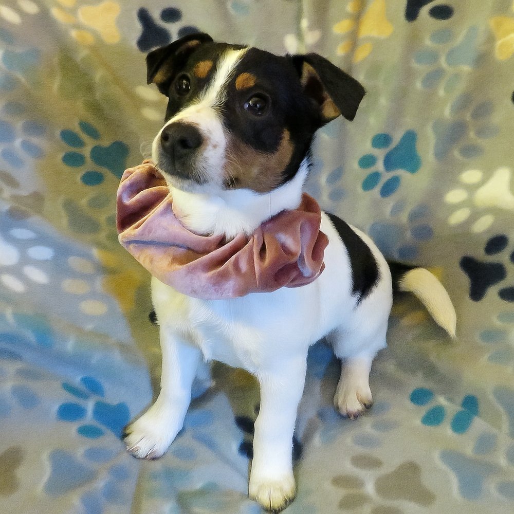 WILLA - Chihuahua / Jack Russell Terrier available for adoption