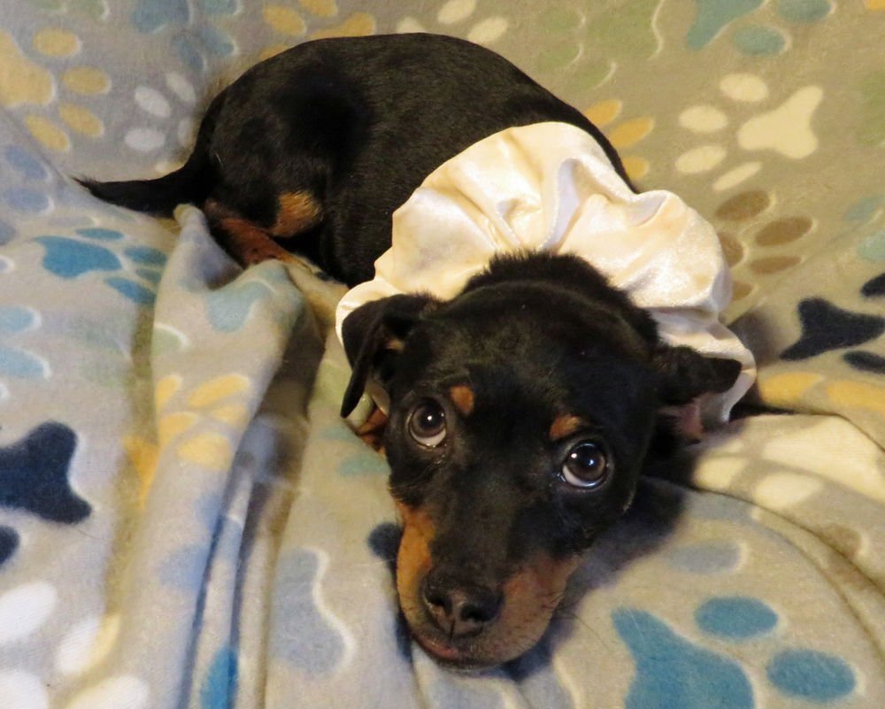 WALKER - Chihuahua / Dachshund available for adoption