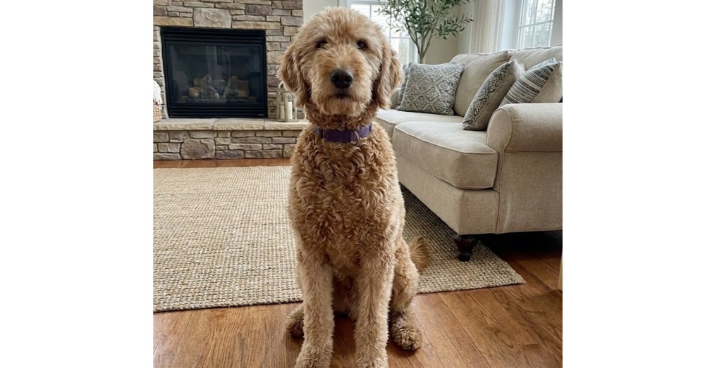 HONEY - FOSTER TO ADOPT - Golden Retriever / Poodle (Standard) available for adoption