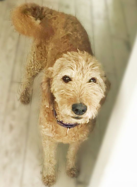 HONEY - FOSTER TO ADOPT - Golden Retriever / Poodle (Standard) available for adoption