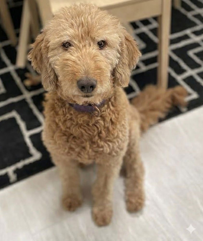 Honey - Foster to Adopt - Photo 3