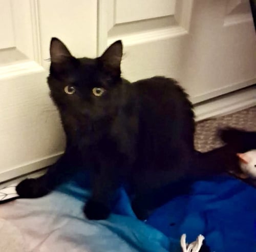 MEADOW (BONDED TO SPARKS) - Maine Coon / Domestic Long Hair available for adoption