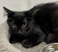 Meadow (bonded to Sparks) - Photo 1
