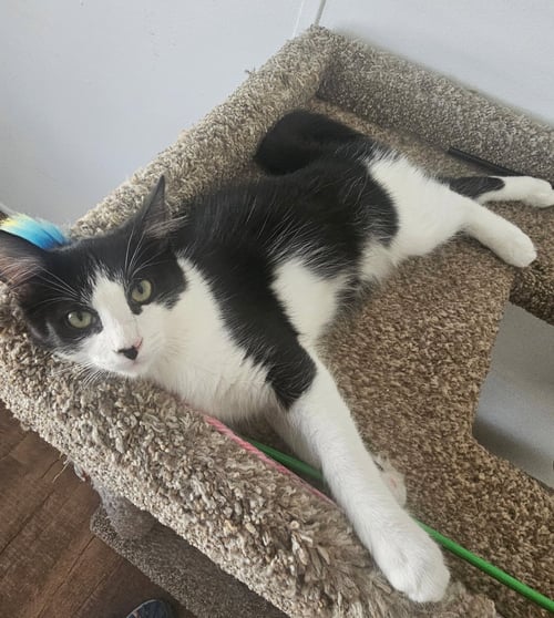 MOE - Domestic Short Hair / Tuxedo available for adoption