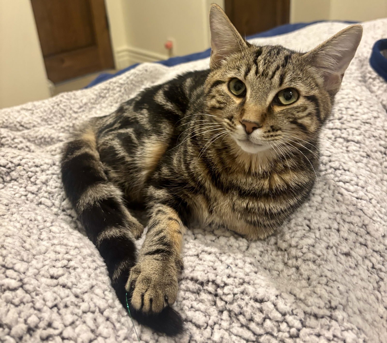 APHRODITE - Domestic Short Hair available for adoption