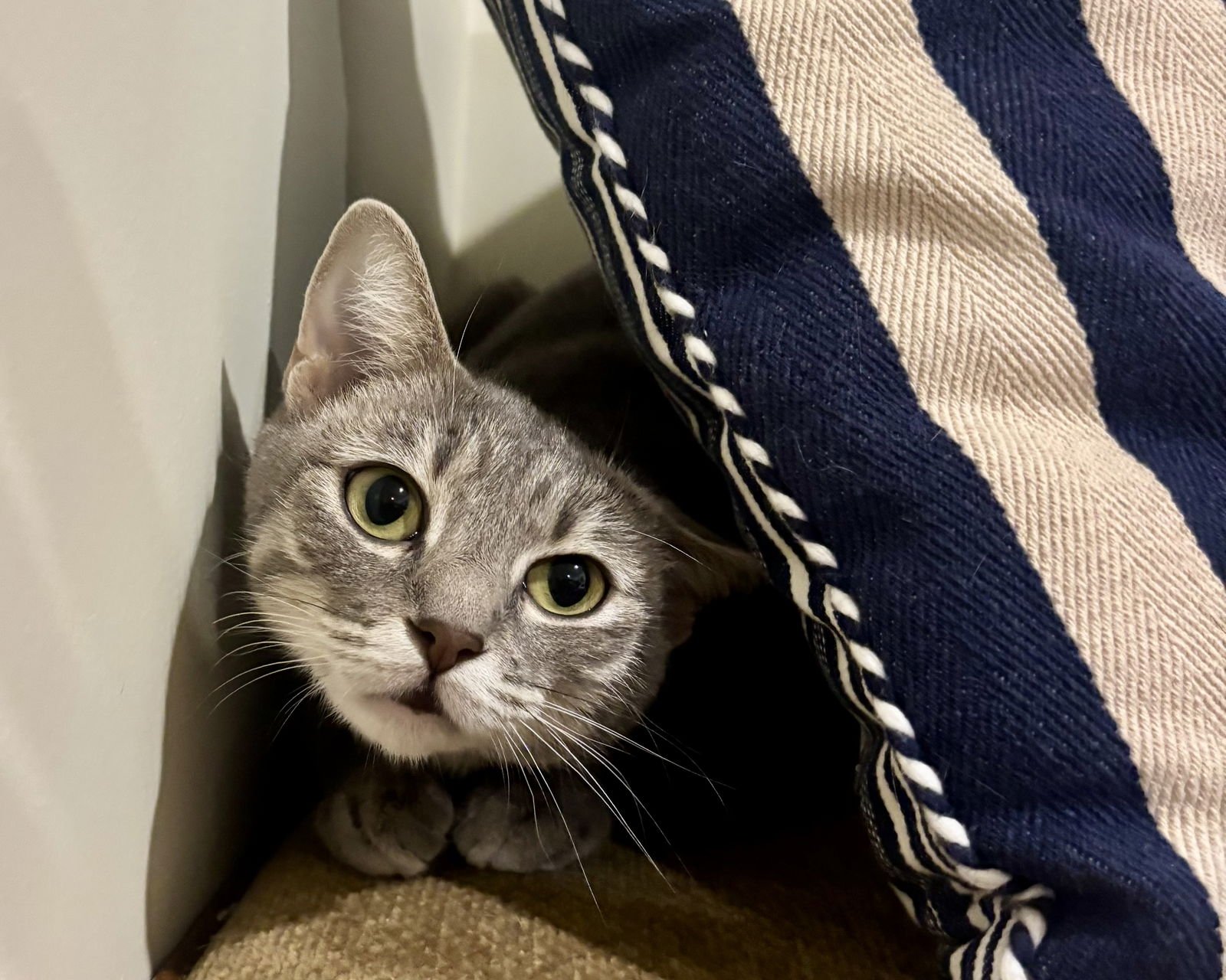 APHRODITE - Domestic Short Hair available for adoption