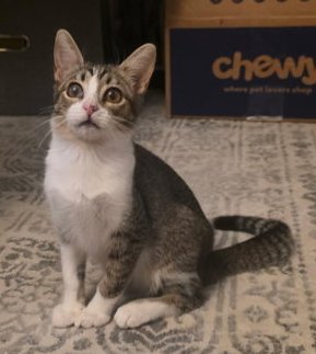 TY - Abyssinian / Domestic Short Hair available for adoption