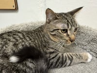 Lucinda - Photo 3